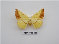 藏品(尺蛾276)的圖片